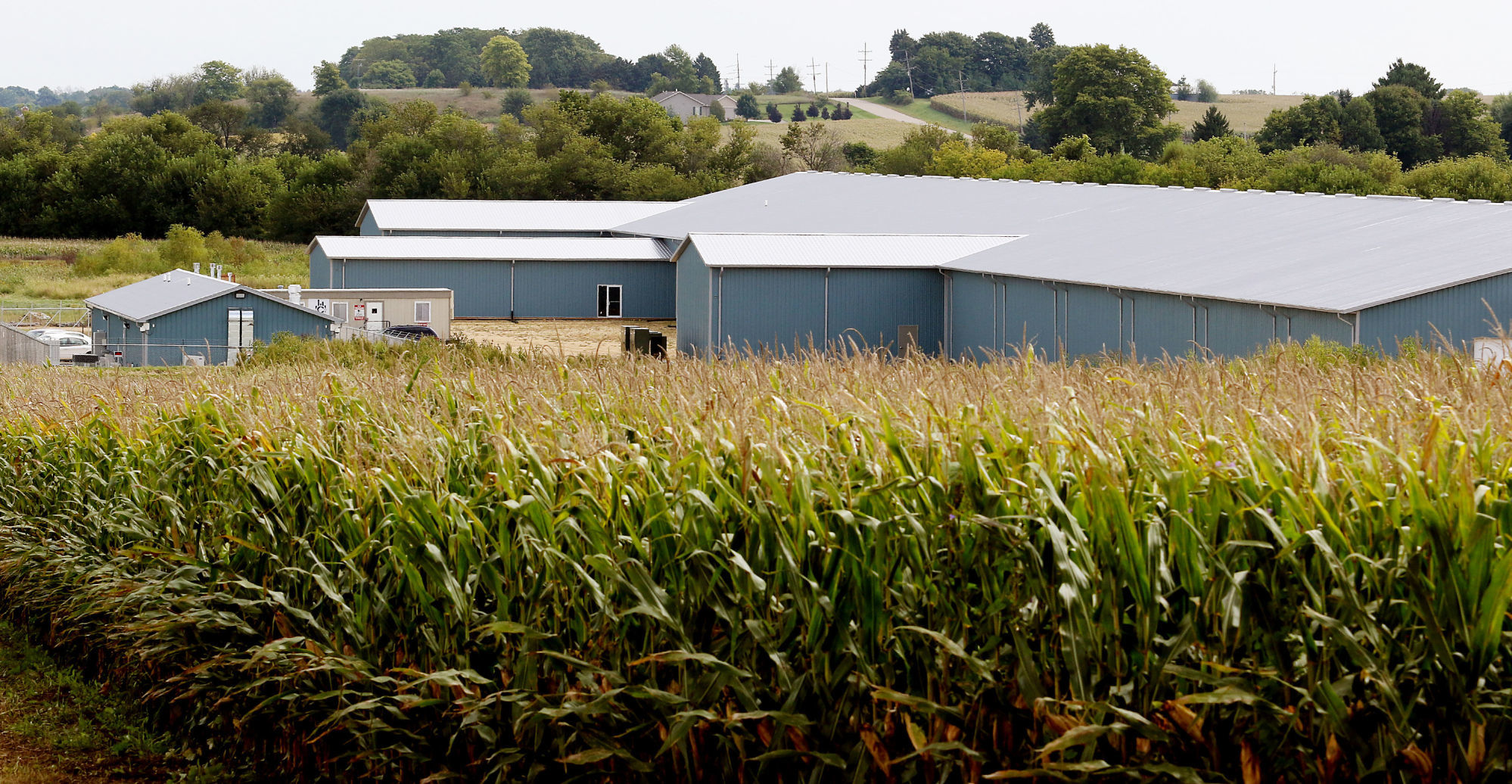 In Grown Farms